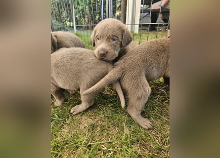 Labrador silber Welpen mit Ahnennachweis 12.08.24 geboren