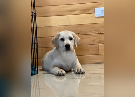 Labrador retriever, mit Lieferung,  FCI Papieren.