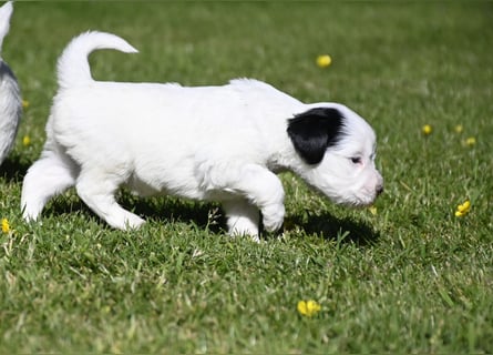 traumhaft hübscher Tibet Terrier Welpen aus erfahrender Zucht  sind geboren dürfen im Juni ausziehen