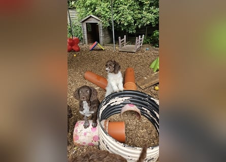 Lagotto Romagnolo Welpen (Rüde und Hündin) vom Fichtelhof