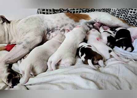 American Bulldog Welpen aus Hybrid/Standard Verpaarung ab Mitte Juni abzugeben, www.cocodin-bulls.de