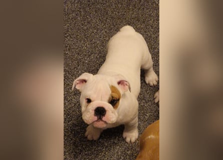 Englische Bulldoggen welpen Top Pedigree FCI