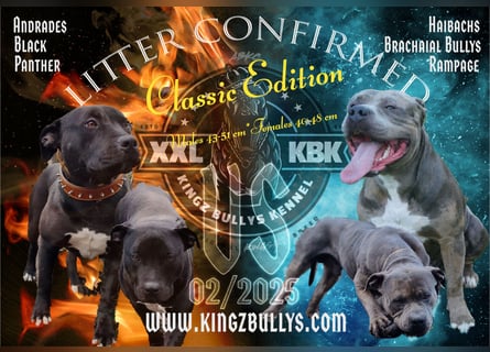 Kingzbullys Classic Edition/American Bully Classic