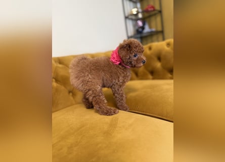 Kleine Toy Pudel rot braun (asiatische Linie)