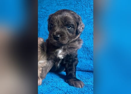 Aussiedoodle Welpen mini / medium F1