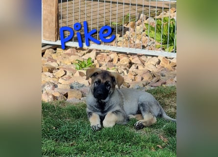 Reinrassige Schäferhund Welpen mit SV Papieren