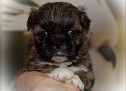 Shih Tzu Welpen