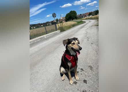 Polly  in der Nähe von Karlsruhe zu besuchen