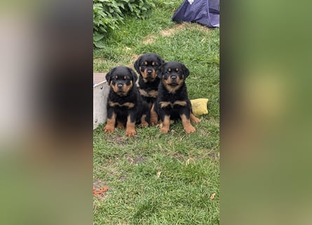 Rottweilerwelpen