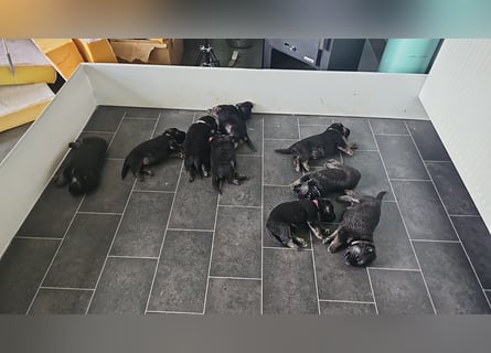 Osteuropäische Schäferhund Welpen
