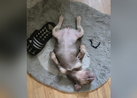 Französische Bulldoggen Welpen