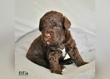 Lagotto Romagnolo Welpen mit LRWD e.V./ VDH Papieren