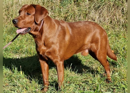 Nur 2 Labrador Weibchen mit Ahnenpass 2 Rüden & 6 Weibchen in Schwarz