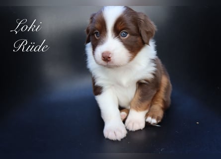 loki
