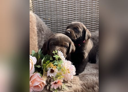 Schoko Labrador Hündin