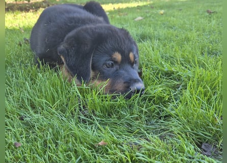 Rottweiler Schäferhund Mix