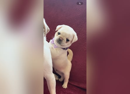 Mops Welpen ( noch 2 Rüde)