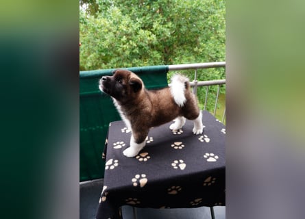 Amerikanische Akita