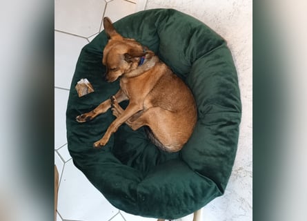 Zwergpinscher Rüde, freundlich, gut sozialisiert, gehorsam, stubenrein sucht ruhiges Heim