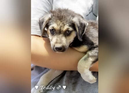 Teddy und seine Geschwister suchen ab September ein Zuhause