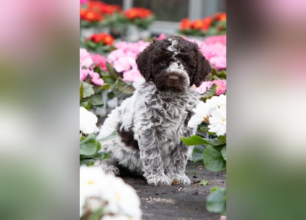 Lagotto Romagnolo Welpen, 6 Welpen suchen ein Zuhause