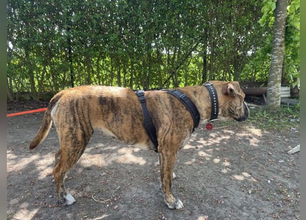 Continental Bulldog Hündin