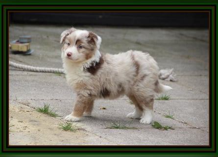 Australian Shepherd - Traumwelpen -KEINE Arbeitslinie-aus langjähriger Familienaufzucht.