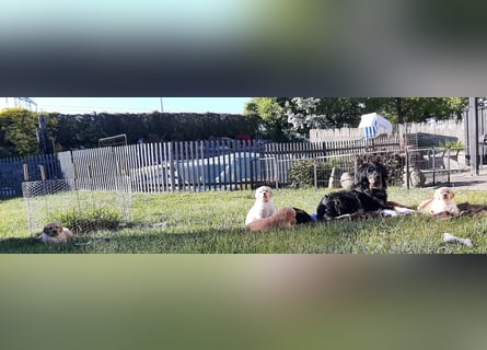 Hovawart Welpen ohne Papiere