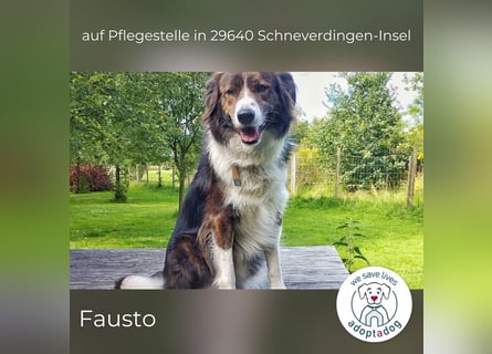 Fausto: sucht ein erfahrenes Zuhause in 29640 Schneverdingen/D
