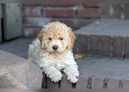 Lagotto Romagnolo