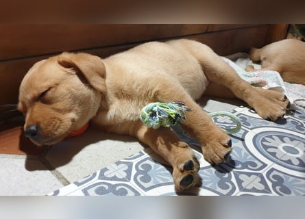 Labrador Welpen Hündinnen / Rüde in Fox- red - USA Line