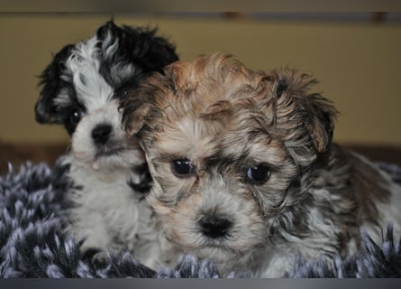 Wunderschöne Yorkipoo Welpen in Sonderlackierung