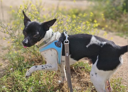 Floh: ich hüpfe in dein Herz