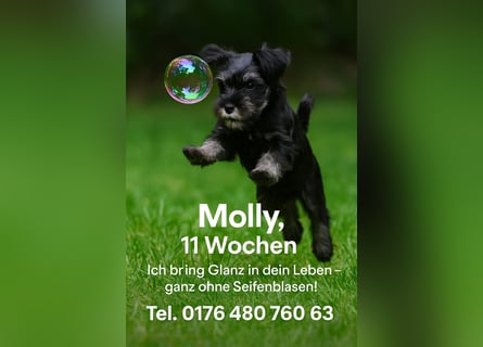 Molly - bezauberndes Zwergschnauzer- Mädchen sucht ab sofort ihr Für-Immer-Zuhause