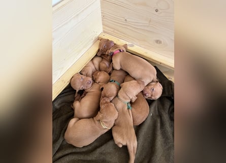 Liebevolle Magyar Vizsla Welpen ab Mitte Juni abzugeben