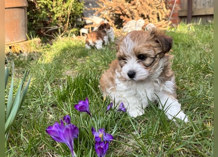Hurra unserer Babys sind da! Havaneser Welpen suchen ein Zuhause
