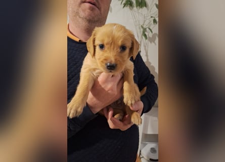 Golden Retriever Welpen