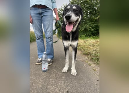 Raio sucht seinen Hof
