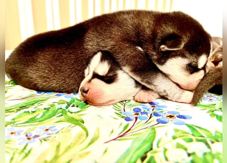 FCI Pedigree Blue Eyed Black & White Siberian Husky Champion Puppy
