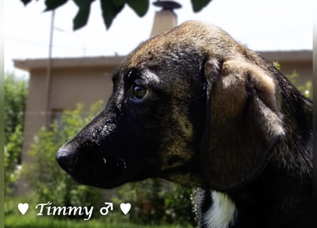 Timmy, Adam und Ajax suchen ein Zuhause