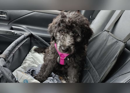 Doodle Bergamasker Barbet Mix Bergamasco Franz. Wasserhund Bergadoodle für Allergiker nicht haarend