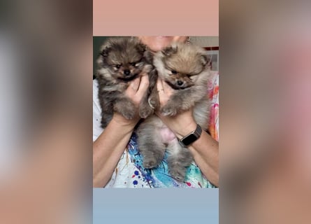 Reinrassige Pomeranian-Hündinnen mit Ahnentafel suchen ihre Traumfamilien