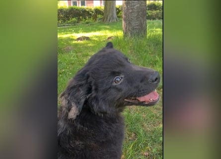 Auszug..Aussiedor F1 Familien und Therapiehund Labrador x Australien Shepherd