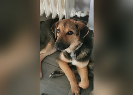 Gigi  ist in der Südpfalz zu besuchen