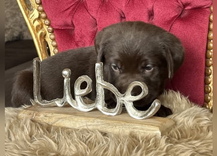Schoko Labrador Rüde