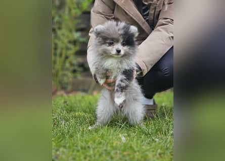 Zwergspitz Pomeranian Welpen Black Tan Merle Sable
