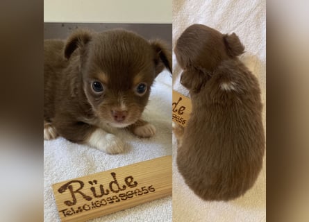 Chihuahua Welpen ab 22.08 abzugeben