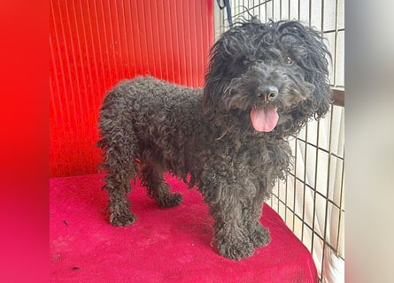 schmusige Puli-Hündin XENA - 2 Jahre, 40cm/12kg 