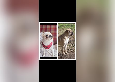 Mops Welpen ( noch 2 Rüde)