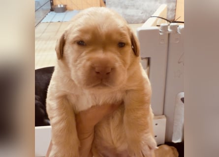 Labrador Welpen mit Ahnentafel